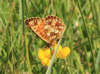 Small Pearl-bordered Fritillary