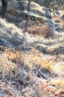 Frosted grass