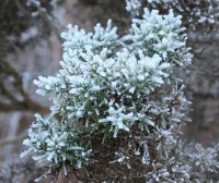 Snowy bush