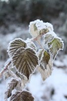 Frosted leaves