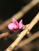 First Daphne mezereum flower