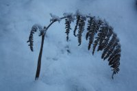 Bracken in the snow