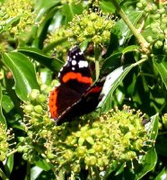 Red admiral on ivy