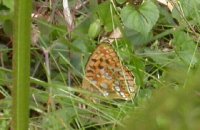 High brown fritillary in recently bruised bracken