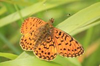 Small Pearl Bordered Fritillary with wings open