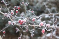 Frosted Haws