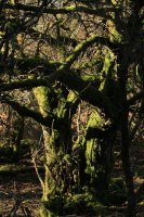 Mossy hawthorn