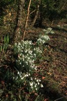 Roadside snowdrops next to the Reserve