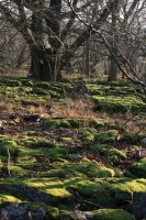 Mossy limestone pavement