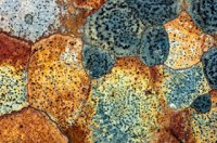 Lichen Kaleidoscope 2