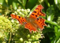 Comma on ivy