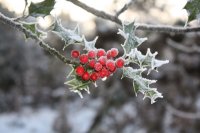 Frosted Holly